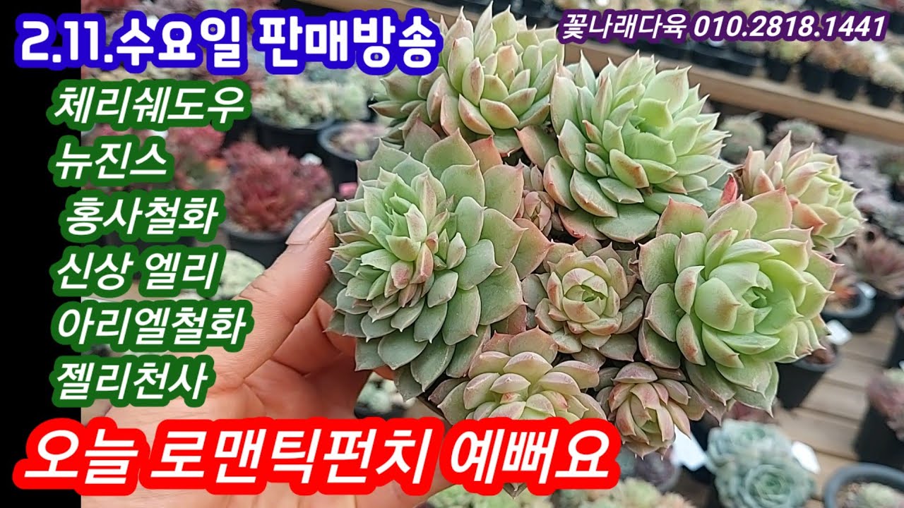 오랜만에 예쁜 로맨틱펀치군생 왔어요! 뉴진스 색감 진짜 예뻐요! 신상 엘리도 최고💕젤리천사 너무 예뻐요💕꽃나래다육 010.2818.1441 
