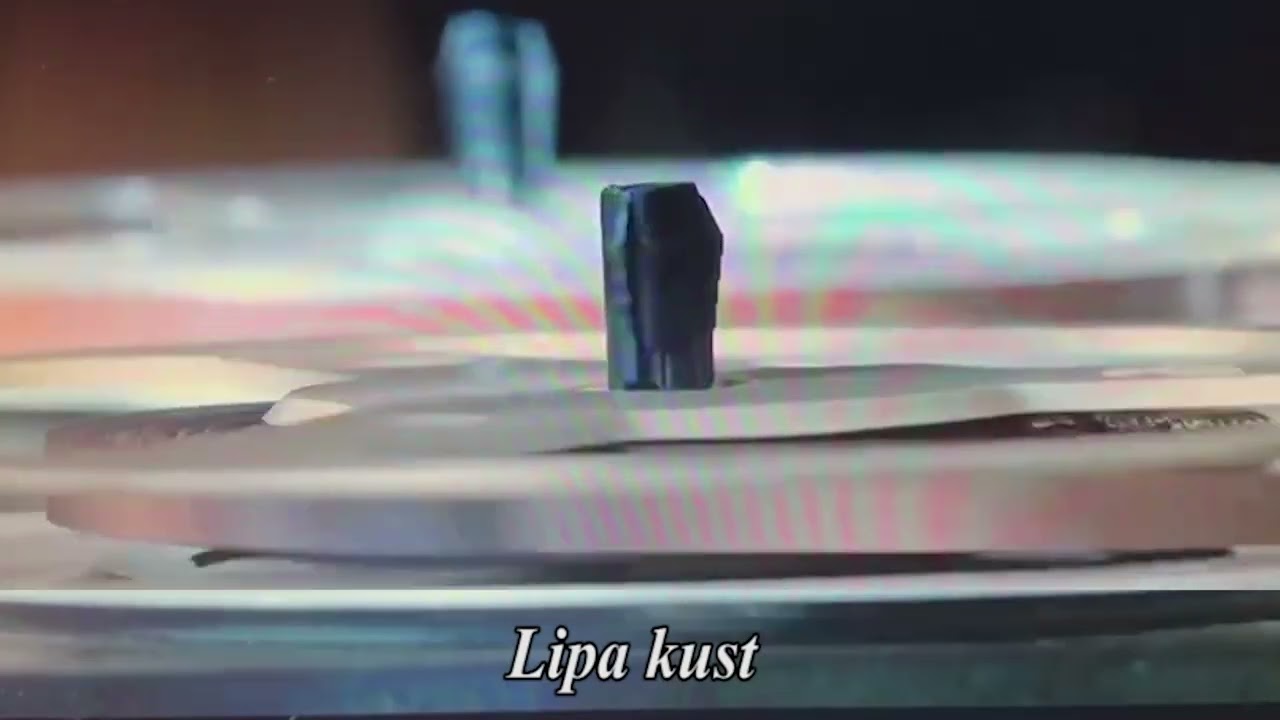Lipa kust (Melnalksnes hor.)