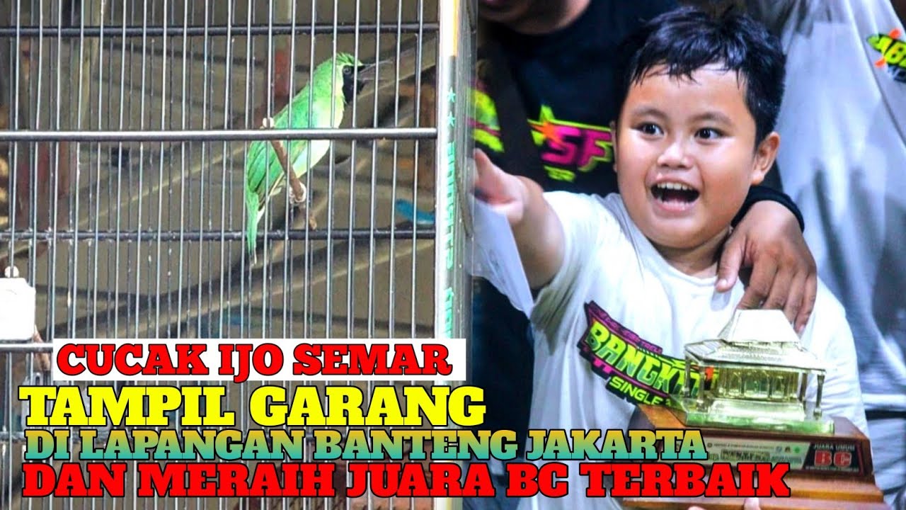 CUCAK IJO SEMAR TAMPIL GARANG DI LAPANGAN BANTENG JAKARTA/BANGKIT SF/BOCAH KONSLET