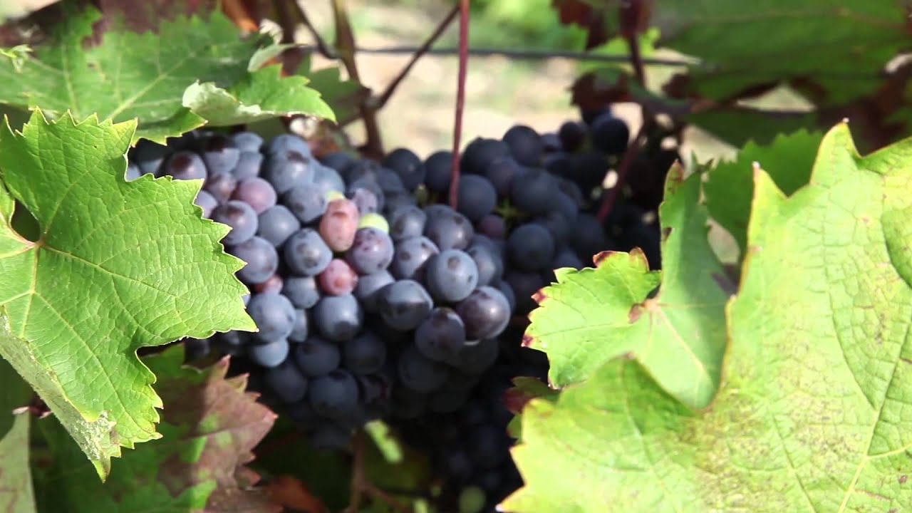 Le Pineau d'Aunis, cépage atypique des Coteaux du Vendômois