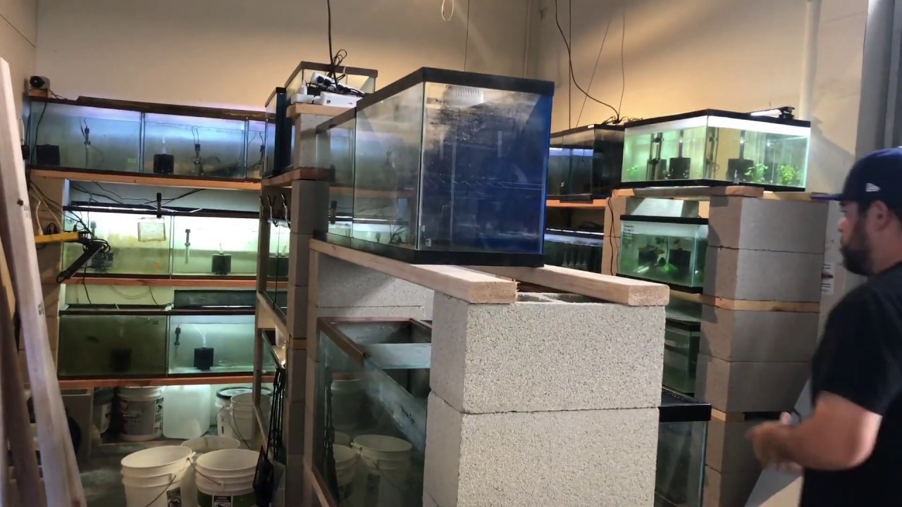 DIY Aquarium Rack