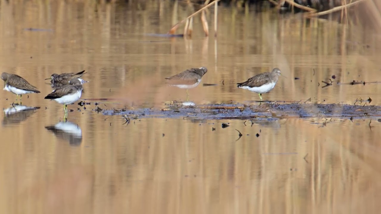 Waldwasserläufer im Februar #Waldwasserläufer #Natur #wildlife
