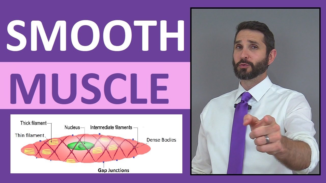 Smooth Muscle Tissue Anatomy - Mnemonic, Structure, Contraction, Single-Unit, Multi-Unit