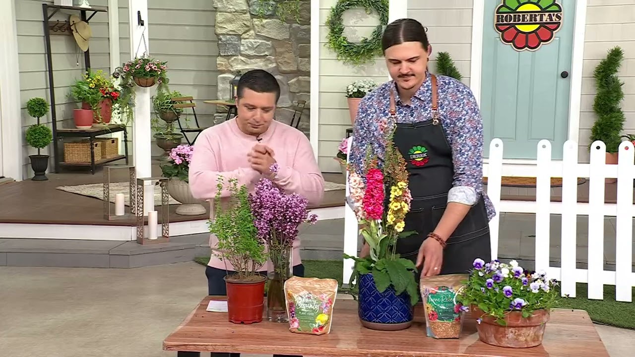 Roberta's 3-Piece Southern Charm Verbascum Live Plants on QVC