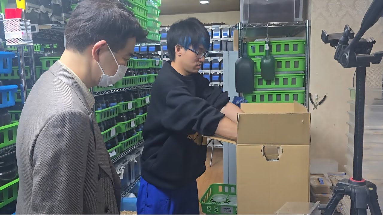 昆虫ショップの店長がブリードルームの偵察に来たんだけど