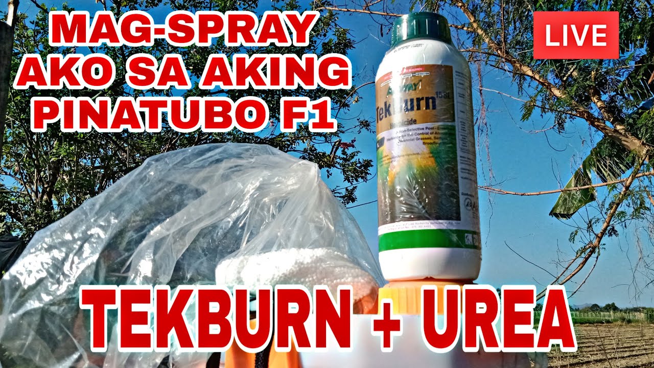 TEKBURN HERBICIDE + UREA PAG IISPRAY SA SILI LIVE!!