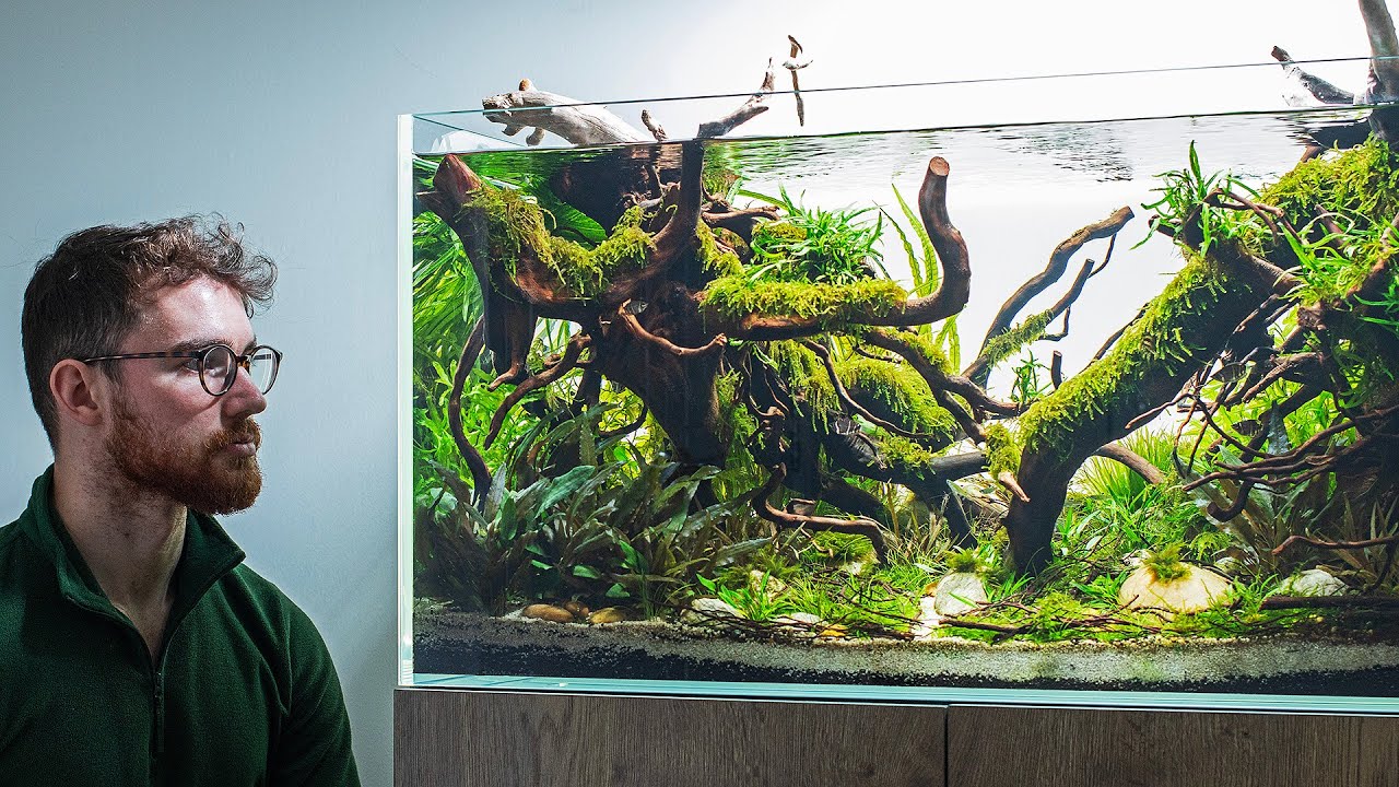 TOM'S COMPETITION AQUASCAPE - DEEP DIVE