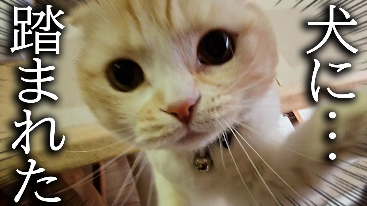 うっかり犬に踏まれた猫がこうなっちゃいました...