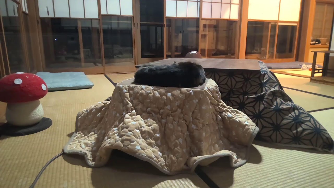 垂れ流し配信‗昼‗20260215