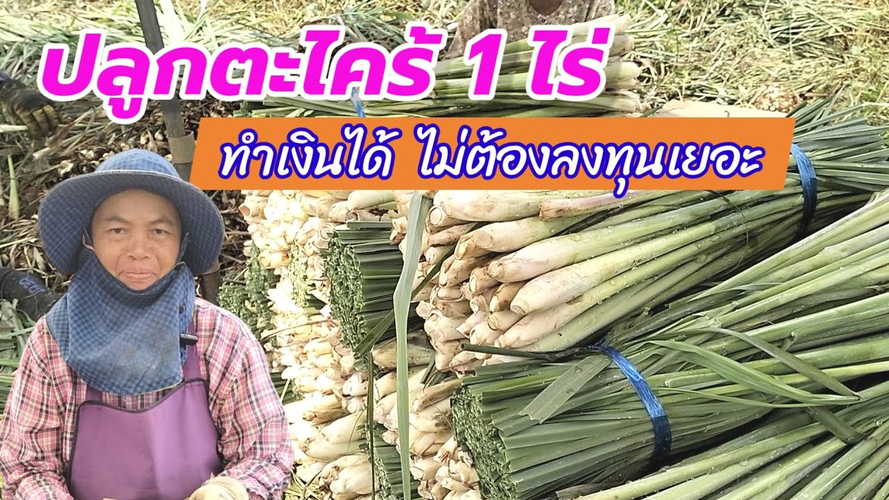 ปลูกตะไคร้ 1 ไร่ รายได้หลักหลายหมื่นบาท ใช้ทุนน้อยแต่กำไรเกินคาด