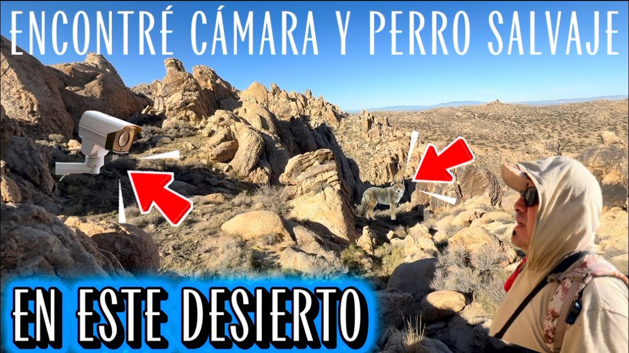 Encontré cámara de vigilancia y perro salvaje en el desierto 