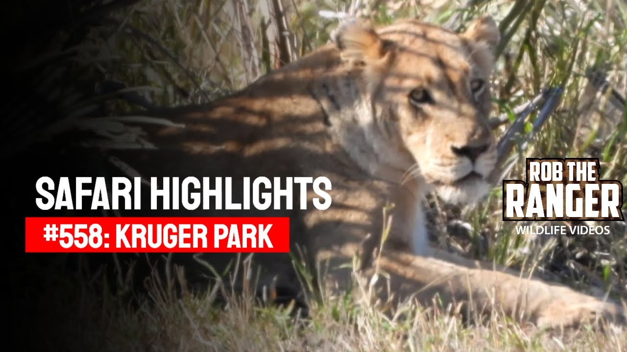 Safari Highlights #558: 09 & 10 September 2020 | Kruger National Park | Latest #Wildlife Sightings