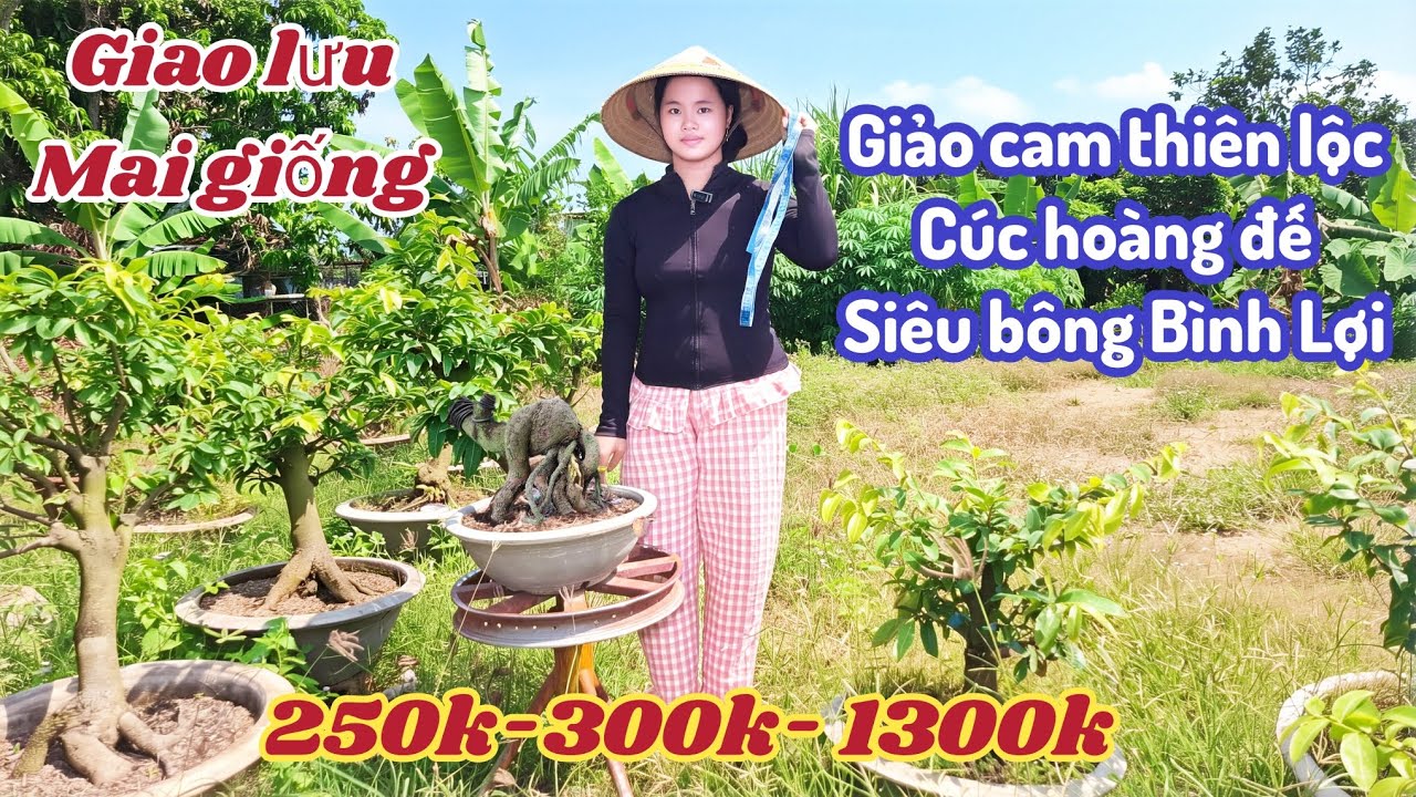 14/03/2026 Mai vàng Mai giống mới nhất  Giảo cam Thiên lộc, giảo như ý, siêu bông bình lợi 