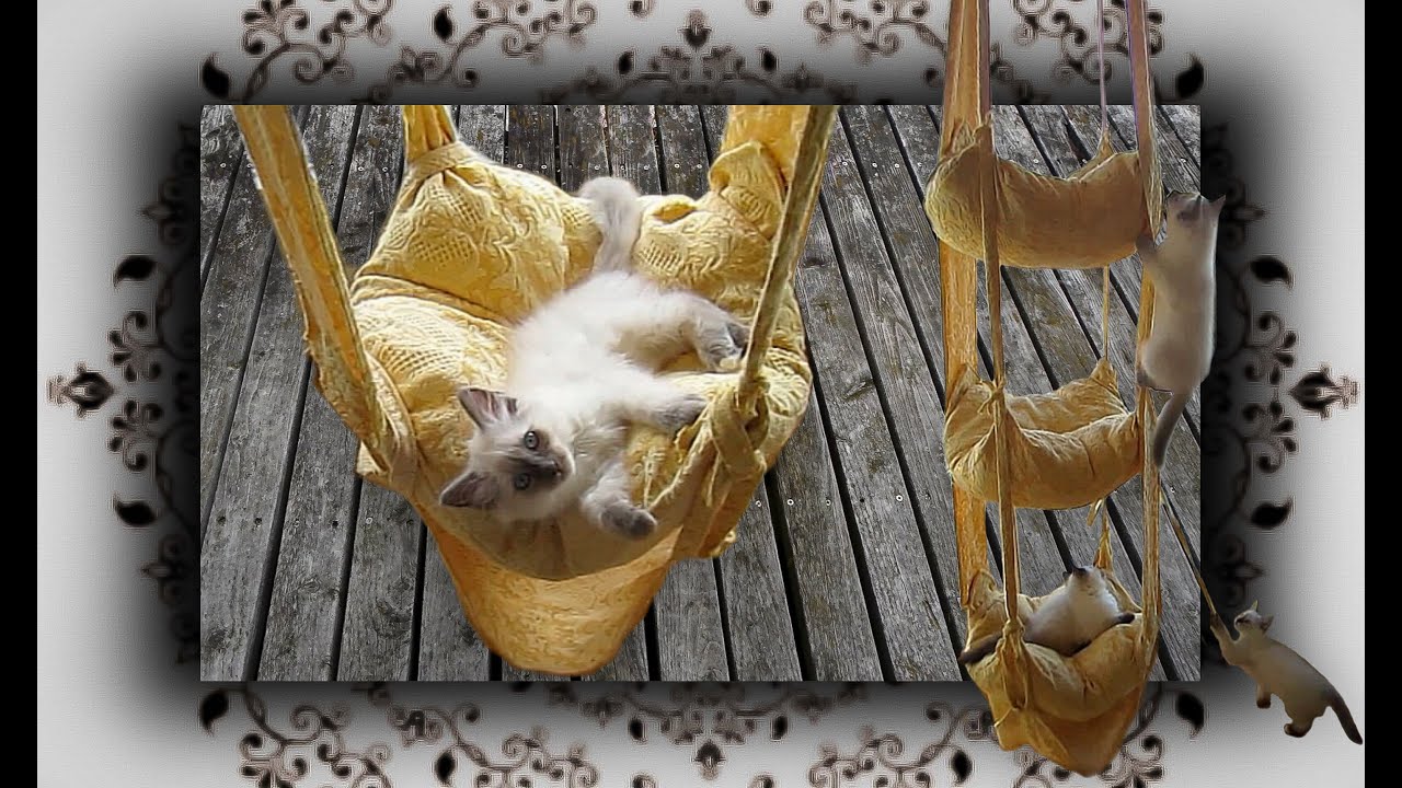 DIY 😻 Hängekissen Schaukel für Katzen | handmade Cats Trapeze