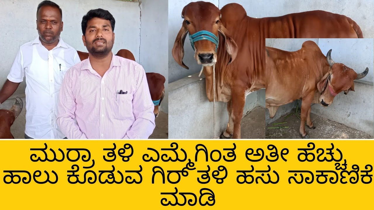 ಮುರ್ರಾ ತಳಿ ಎಮ್ಮೆಗಿಂತ ಅತೀ ಹೆಚ್ಚು ಹಾಲು ಕೊಡುವ ಗಿರ್ ತಳಿ ಹಸು ಸಾಕಾಣಿಕೆ ಮಾಡಿ #gircowfarming