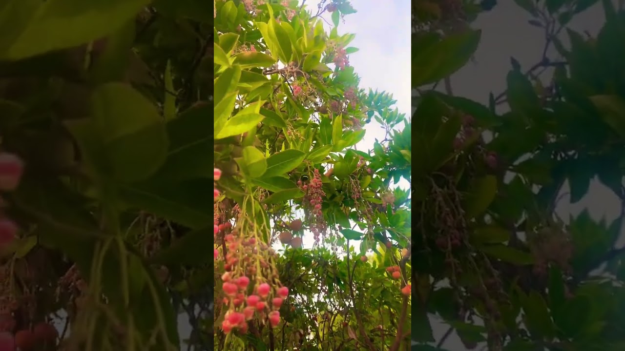 Arbutus Marina, Strawberry tree #nature #tree #urbannature #strawberry