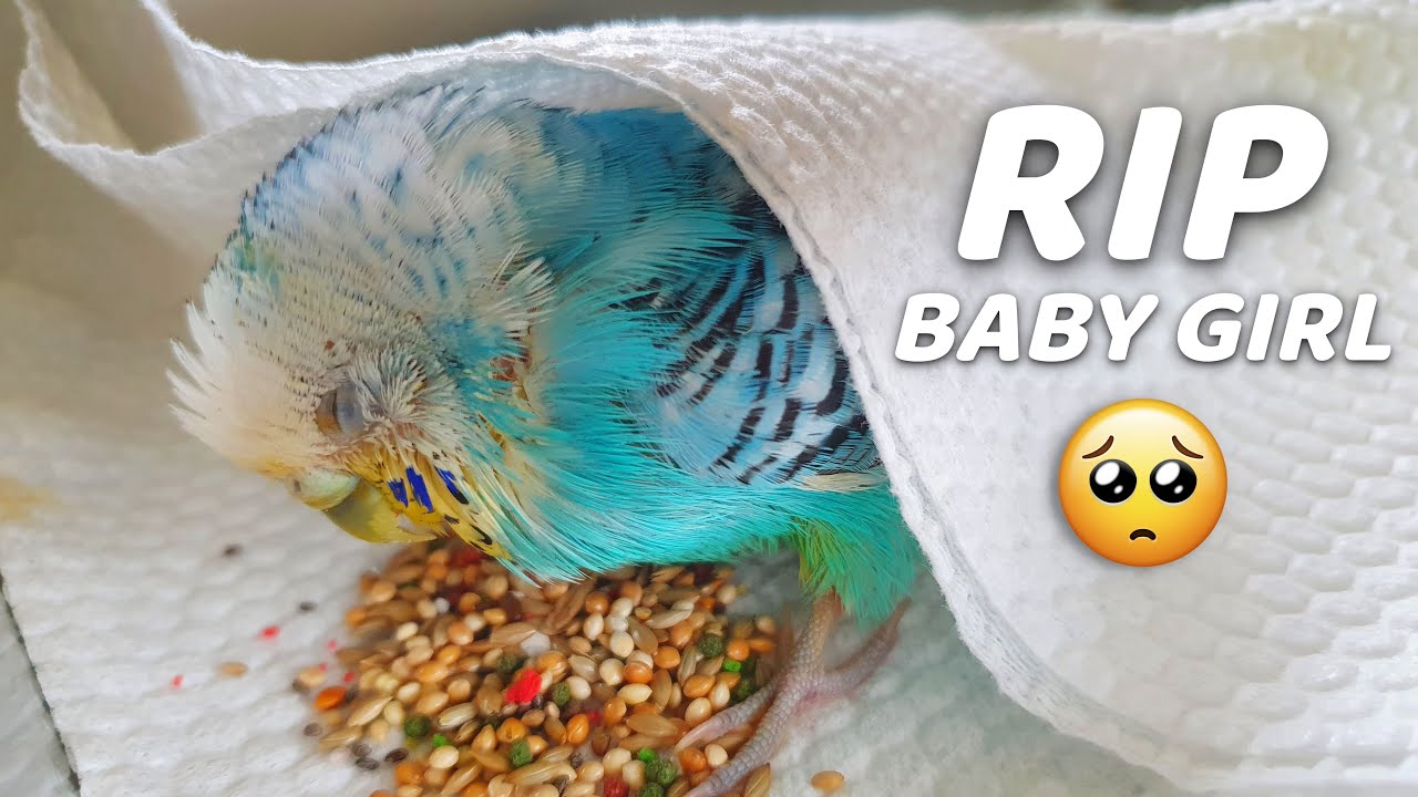My Budgie's Last Day With Me 💔😔 RIP