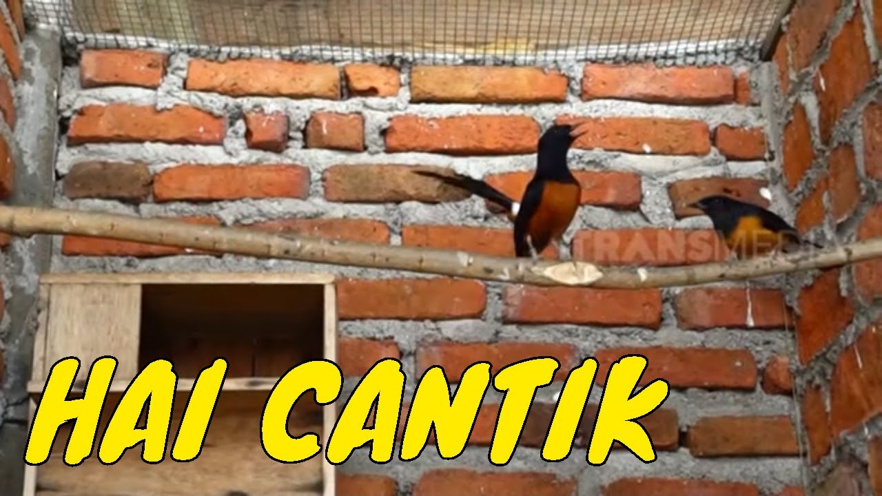 Kepoin Proses Berkembangbiak Burung Murai Batu | SI OTAN (03/02/22)