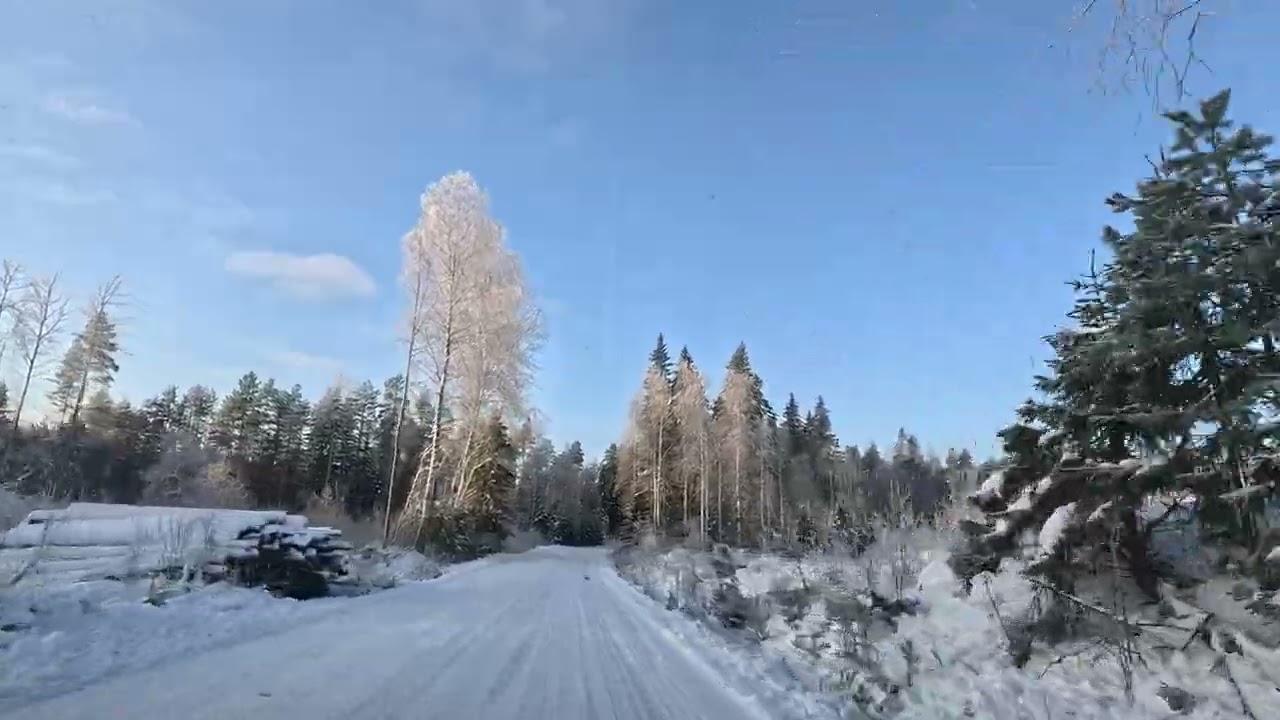 Beautiful Winter Forest – 4K
