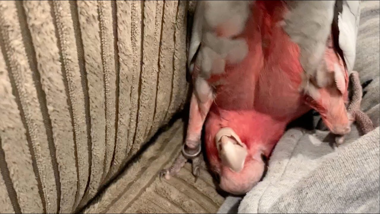Stupid Bird! - The Adventures of Bobo the Galah Cockatoo!