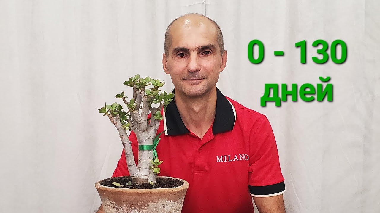 Как развивалась Крассула за 130 дней после обрезки | Толстянка | Денежное дерево