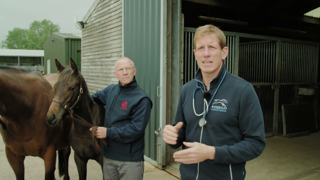 Transportation of the Mare and Foal
