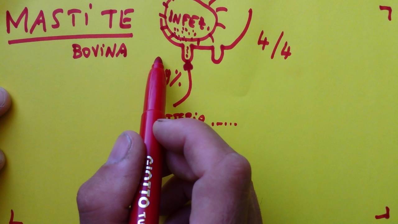 COME si sviluppa la Mastite nella bovina - pillola