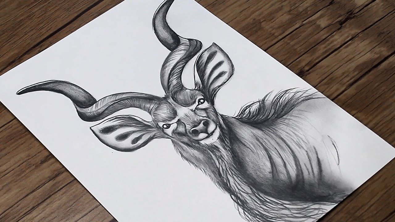 How to draw a realistic Kudu step by step | Animals pencil drawing