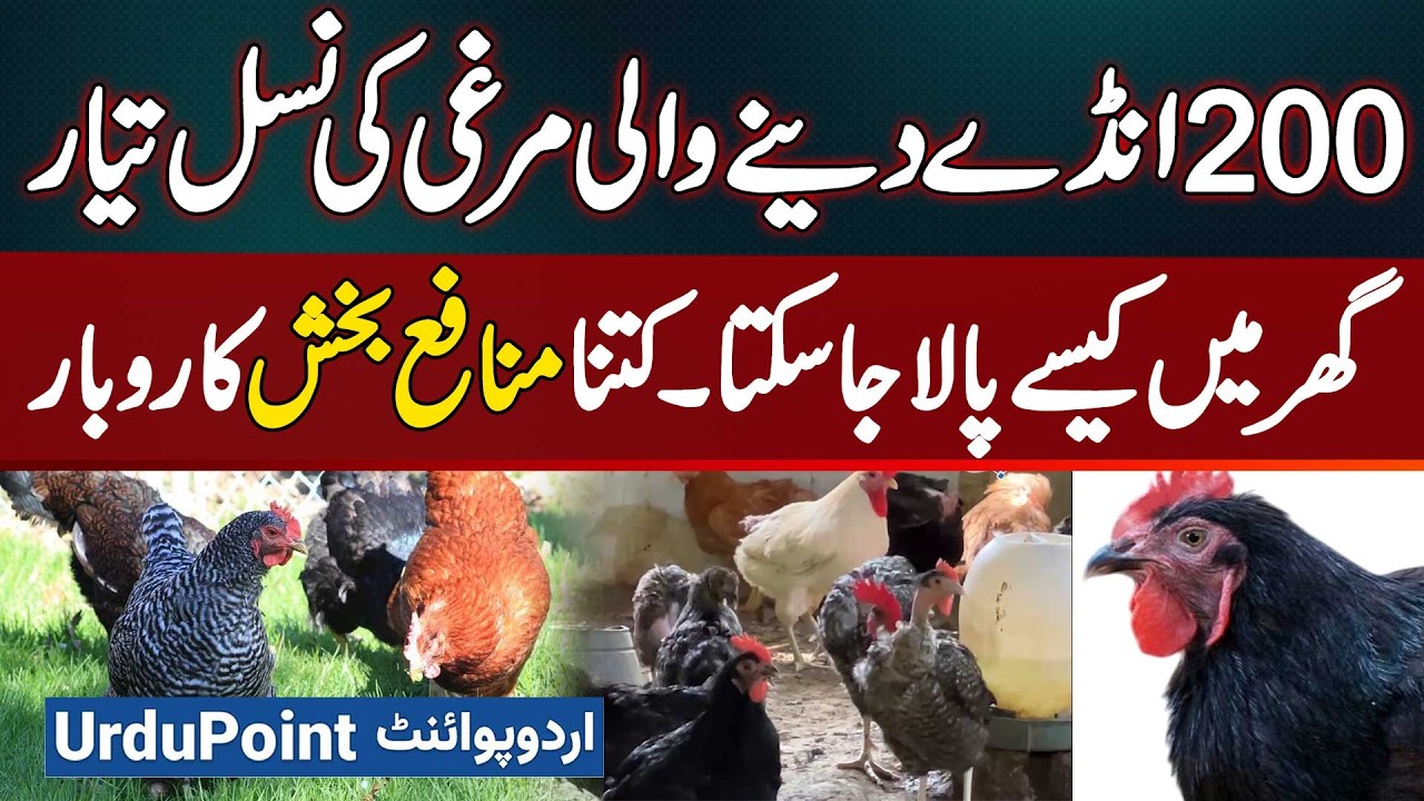 200 Egg Laying Chicken Breed Developed - Poultry Farm Business Plan - Desi Chicken Farming At Home