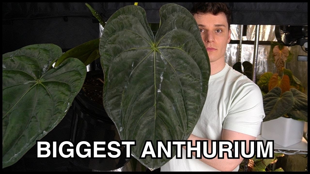 My BIGGEST Anthurium