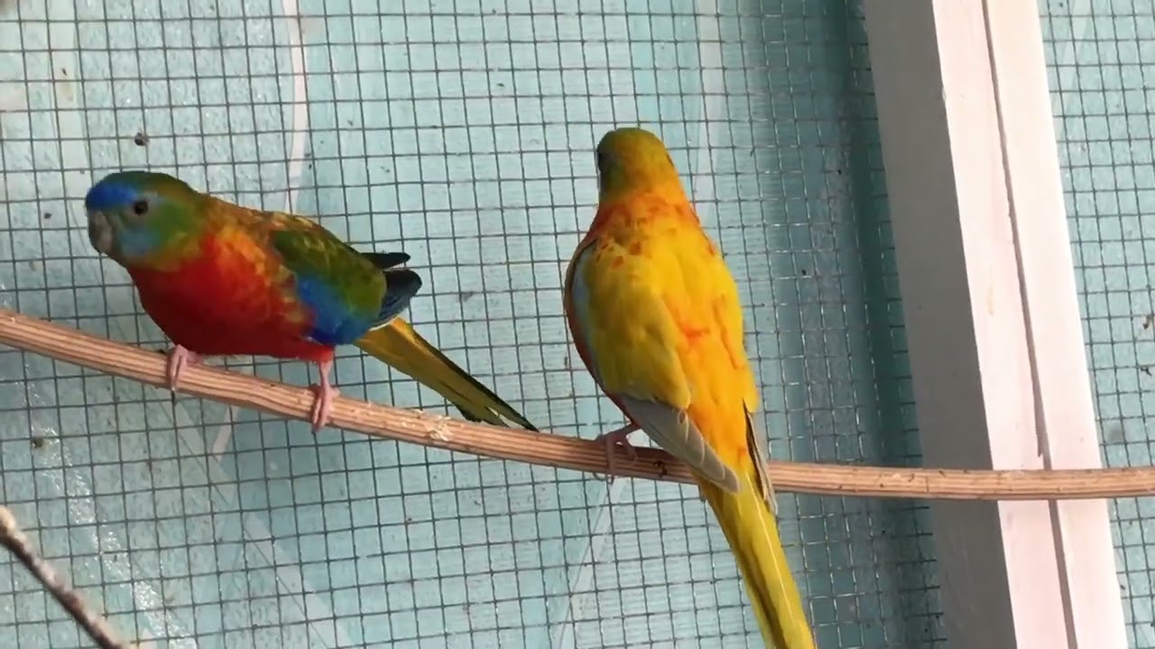 neophema breeders so cute parrot bird