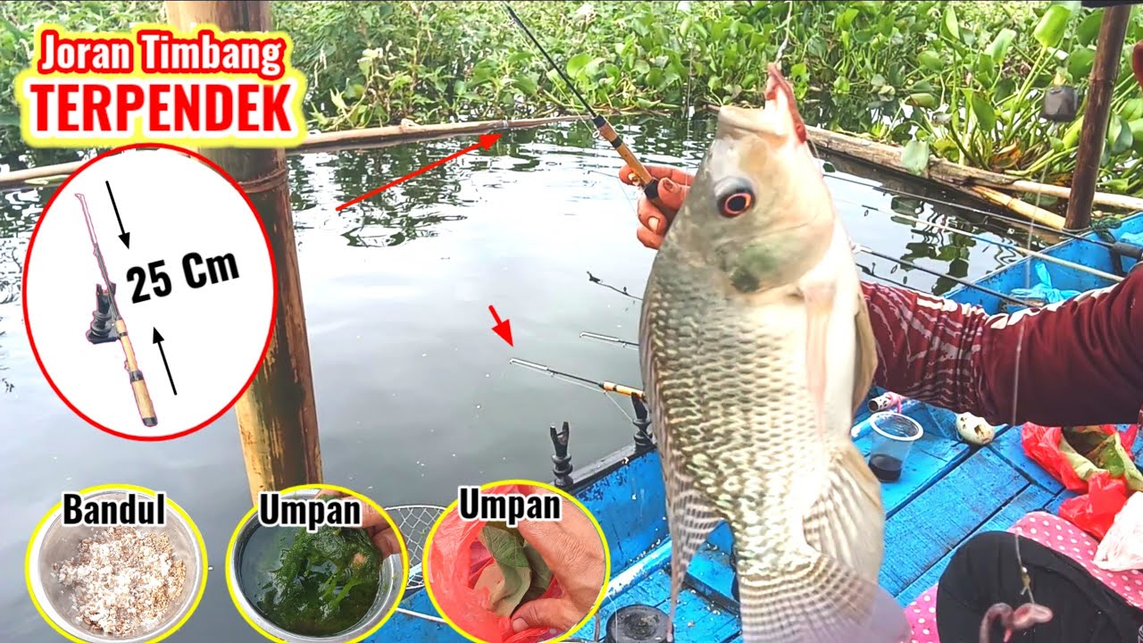 Perhatikan umpan yang paling gacor saat ini || MANCING DENGAN JORAN TIMBANG TERPENDEK DI DUNIA