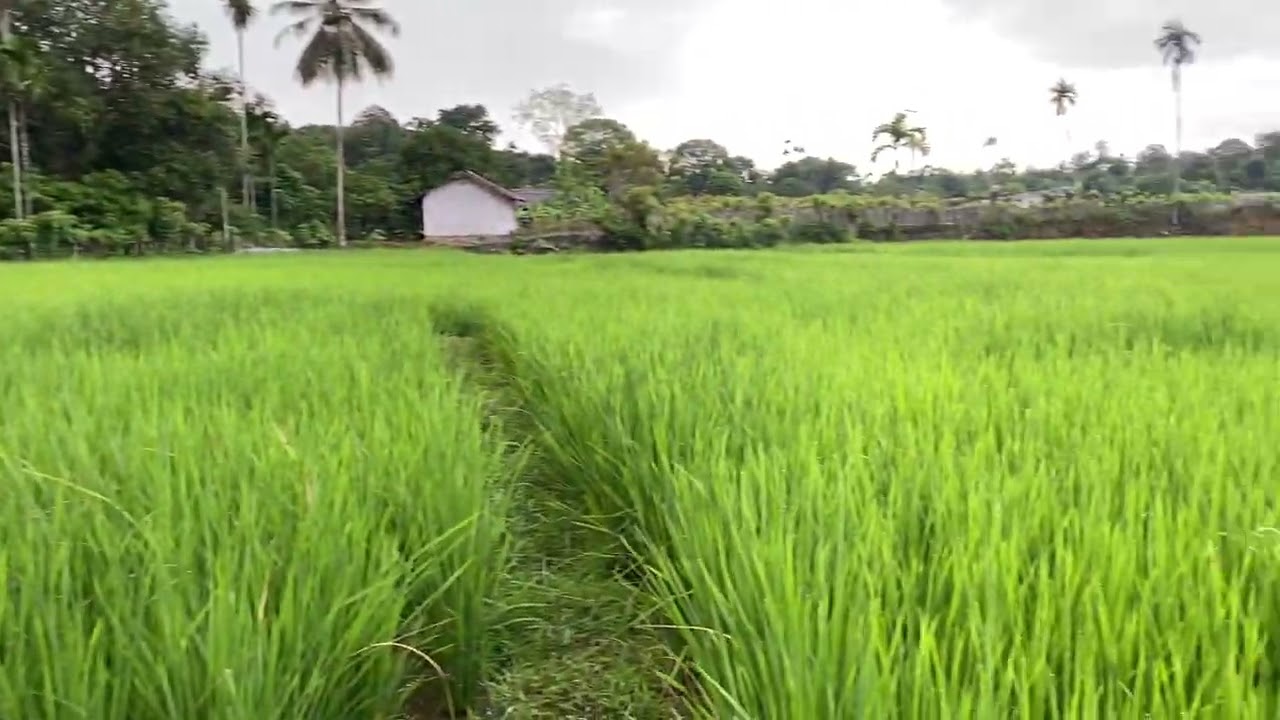 Suasana sawah di perdesaan