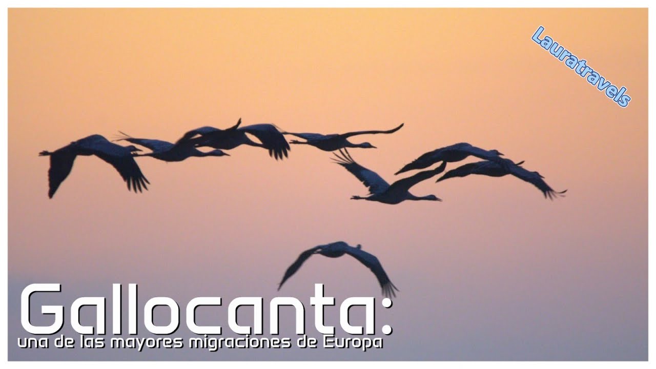 Gallocanta; una de las mayores migraciones de Europa - Diciembre 2024