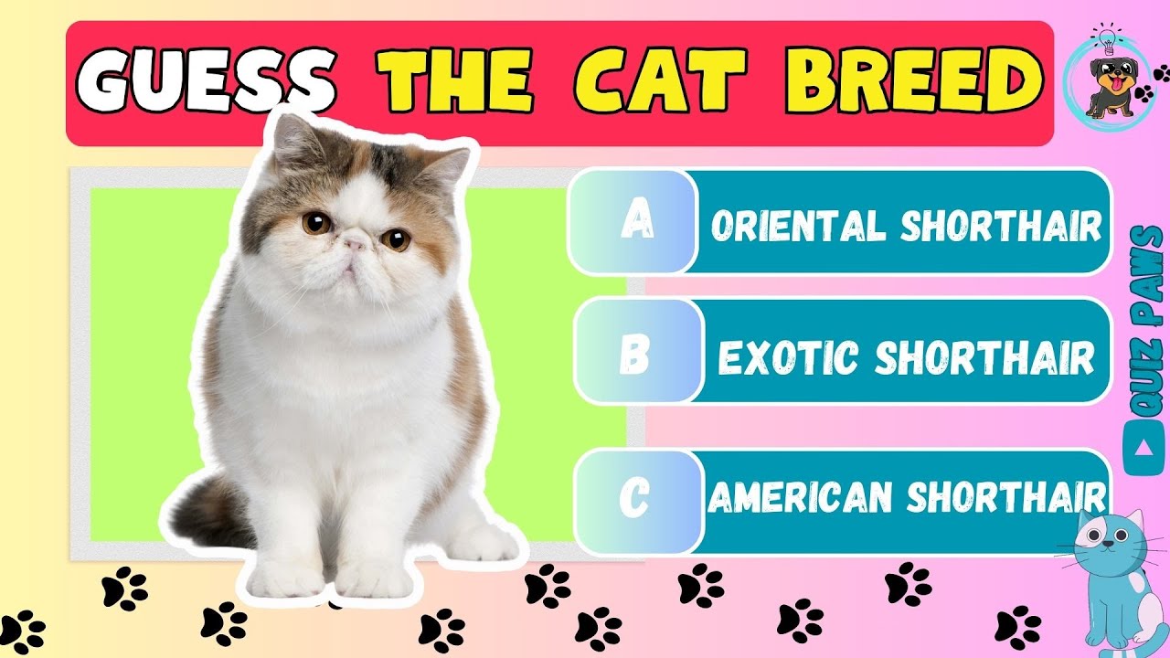 Guess The Cat Breed - Cat Breed Quiz | Cat Lovers QUIZ 🐱🐾#catbreed  #catlover #catlovers