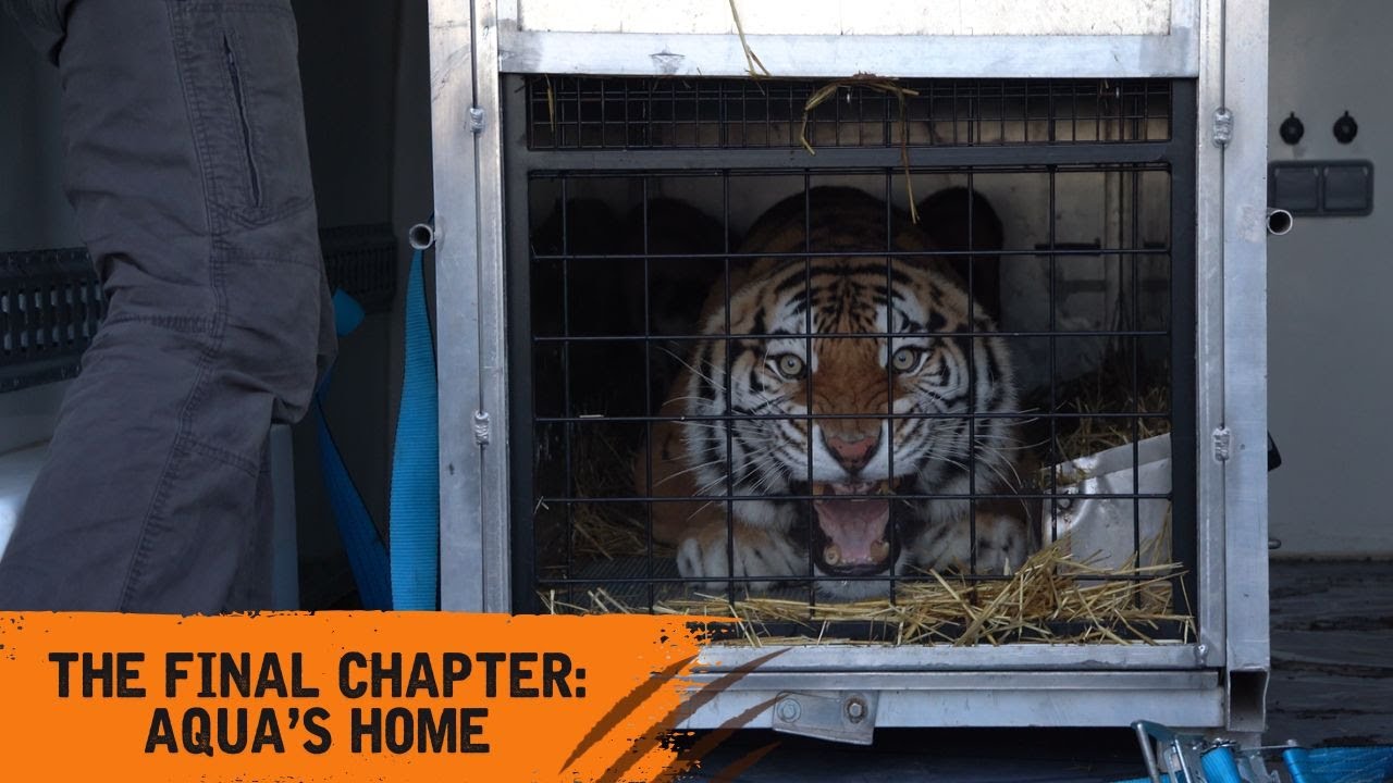 The Final Chapter: Aqua's Forever Home 🐅