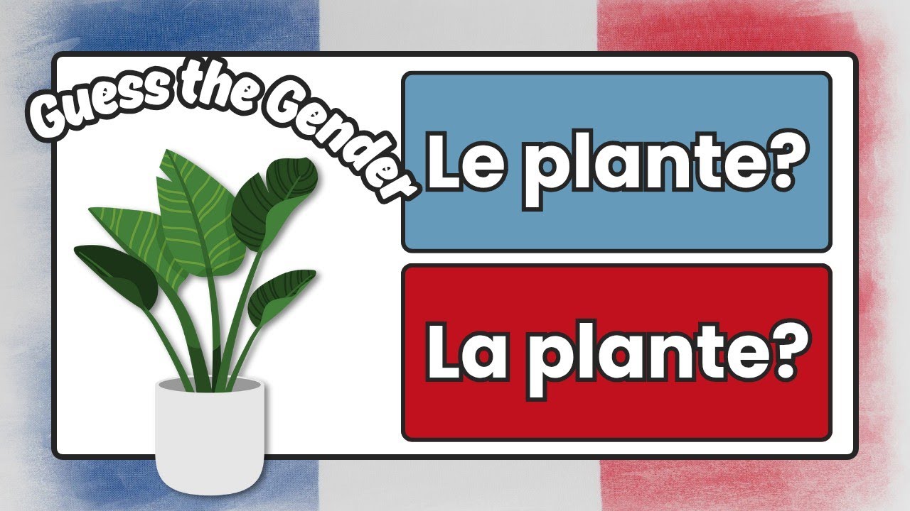 French Vocabulary Gender Quiz: French Practice for Beginners