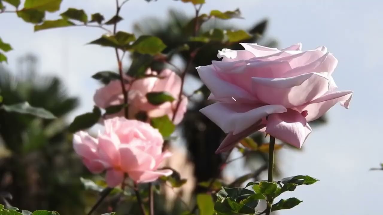 Beautiful flower, peaceful nature, relaxing music.🌿🌿