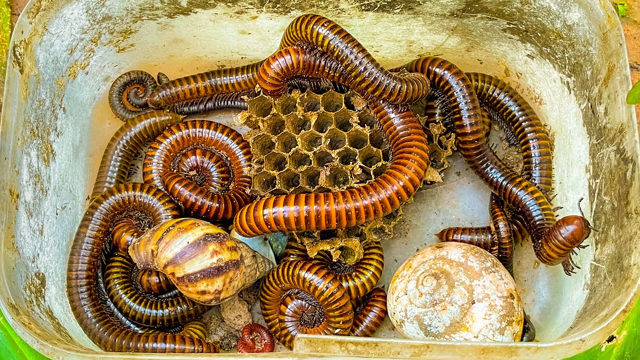Лучшая из лучших подборок по ловле многоножек, сороконожек, скорпионов и улиток 😳
