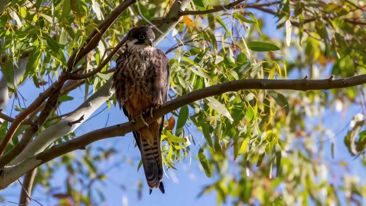lesvos birding 2023 rev2