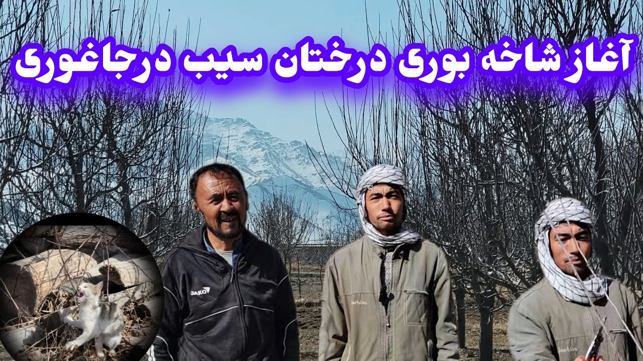 شاخه‌بوری درختان سیب درجاغوری برای حاصلات بهتر 🍎 زحمت باغداران ما دیدنی است 🌿