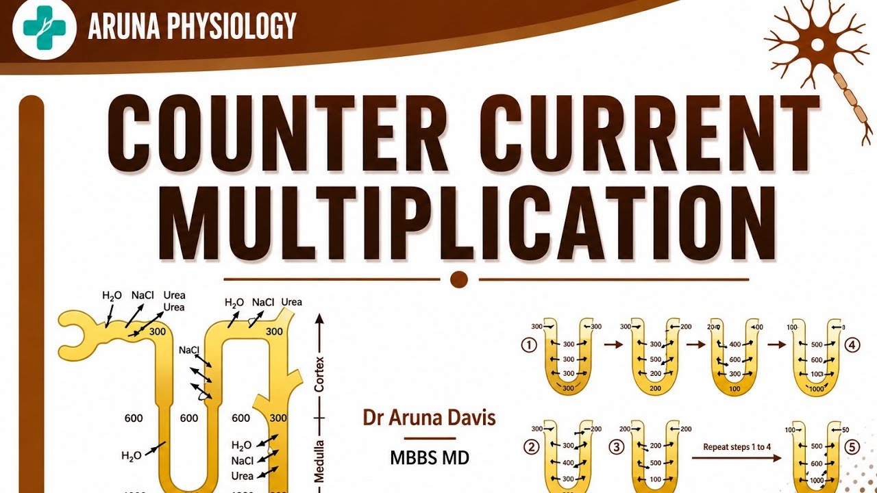 Counter Current Multiplication