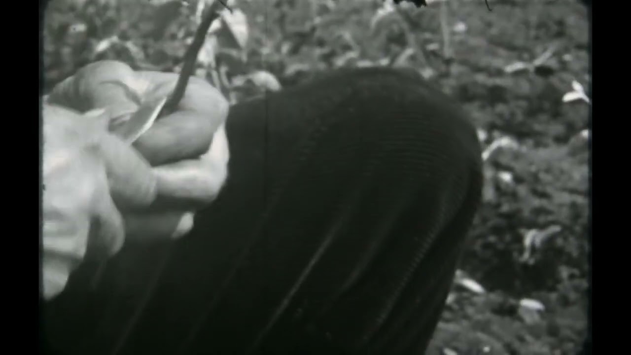 Rozen- en Vruchtboomkwekerijen, G.A. van Rossem, Naarden, 1938. Deel I