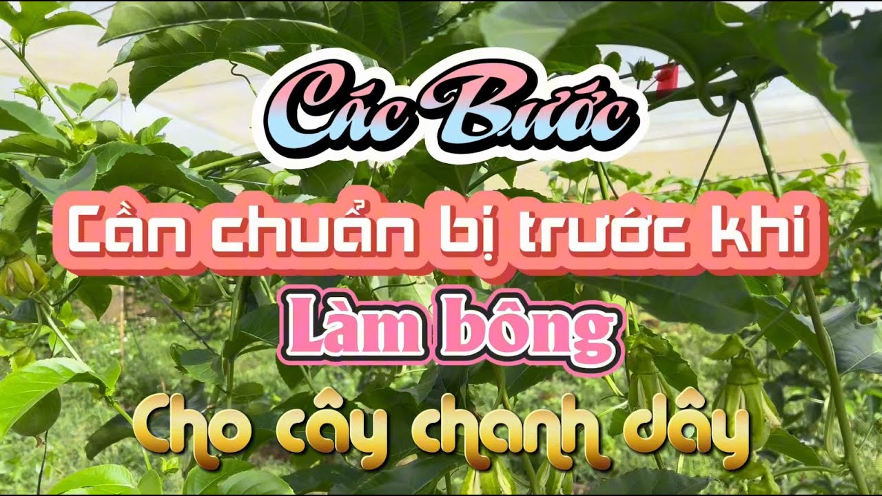Các bước chuẩn bị trước khi Làm bông chanh dây || Kỹ thuật chanh dây || LongHueGroup