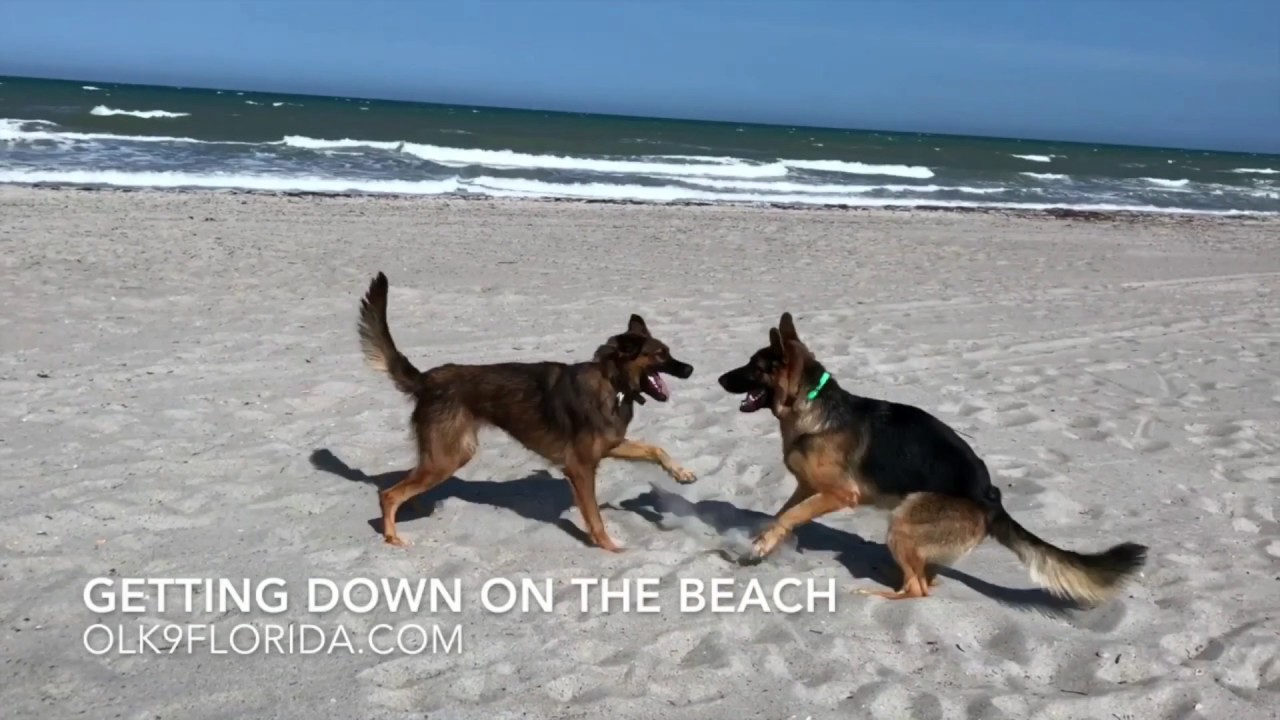 1Year Old German Shepherd Malinois Mix  