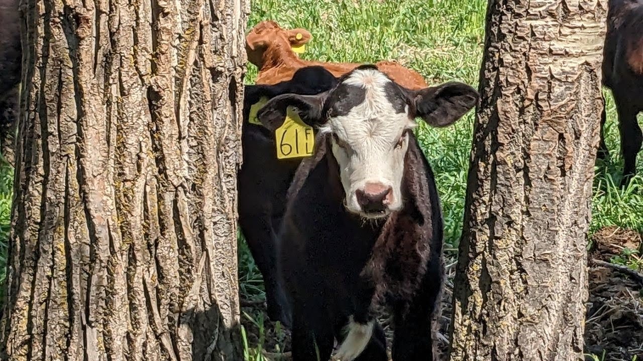 Ranching in Alberta