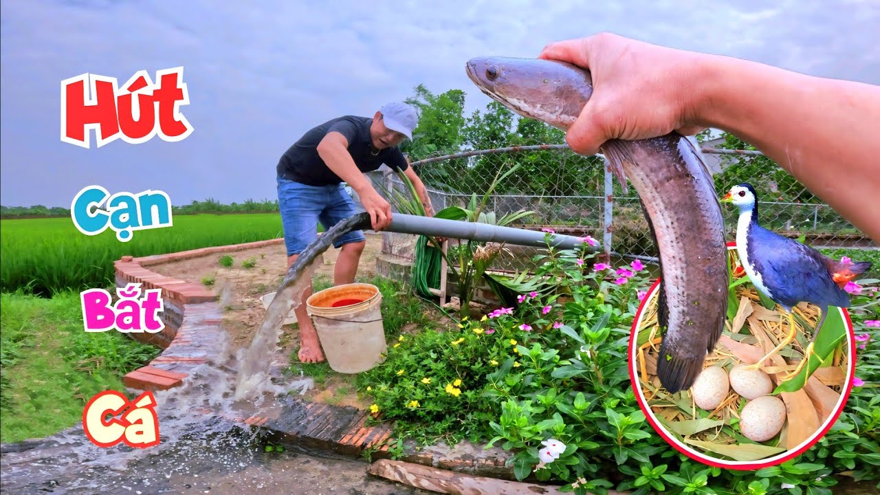 Hút Cạn Ao Bắt Bằng Được Đàn Cá Xộp Và Tin Vui - Chim Quốc Đã Đẻ Rồi / Quế Nghịch