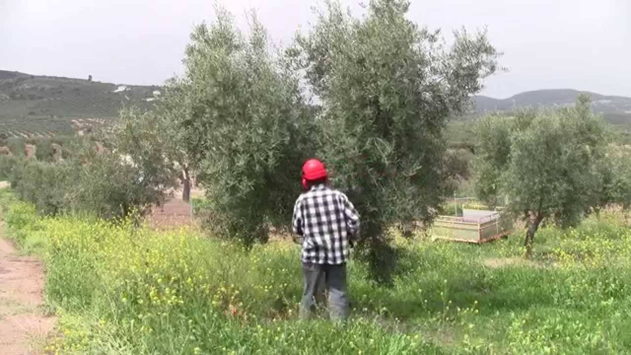 La Poda de Formaci&oacute;n del Olivo. Fundamentos