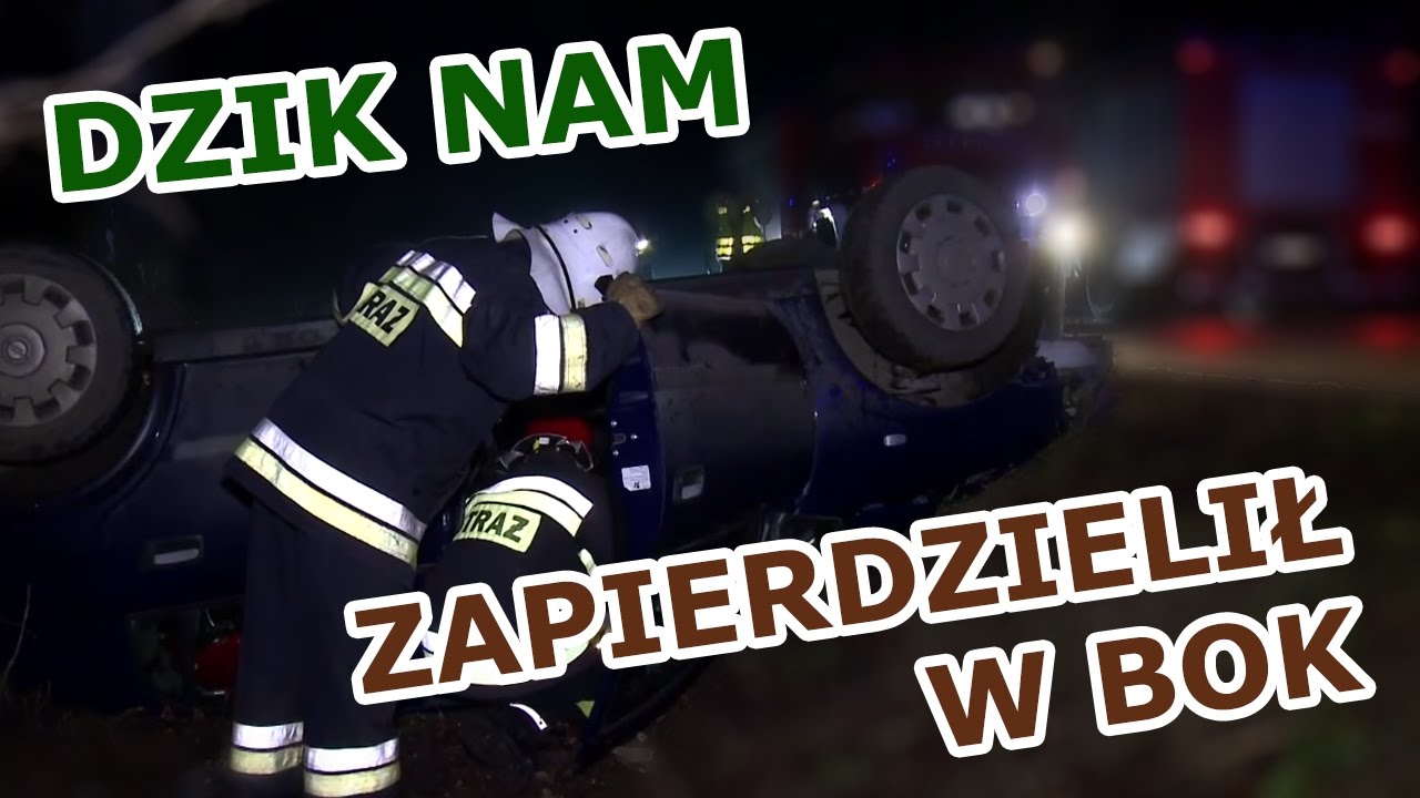 DZIK jak skur*****, twarda sierść - Na Drogach