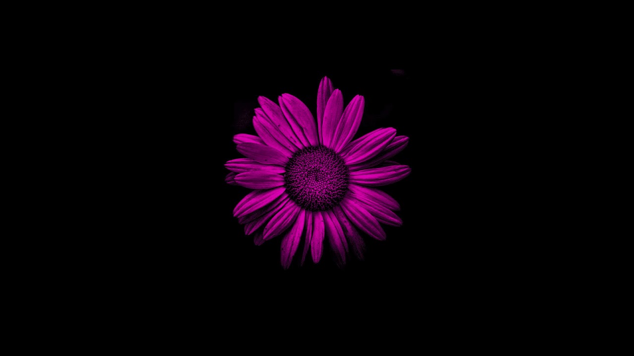 Philip E Morris - Daisy (Official)